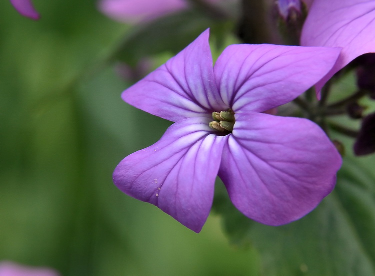 Lunaria annua